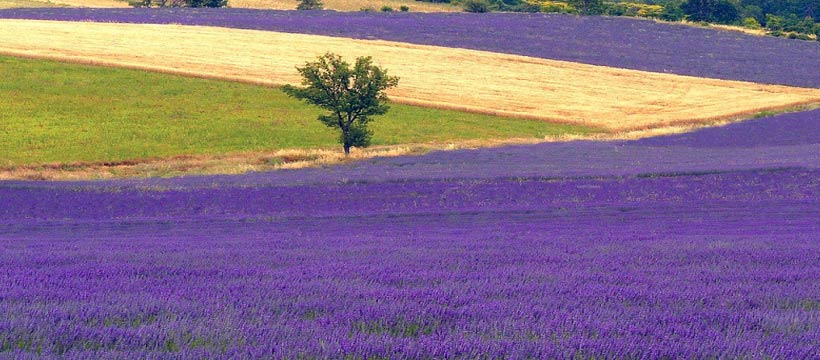 索村