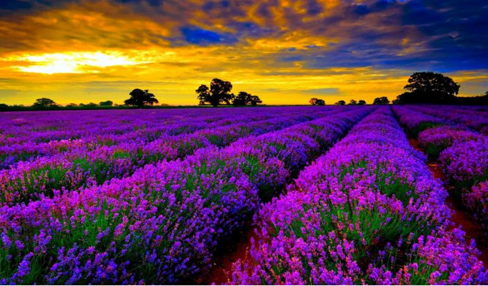 provence3