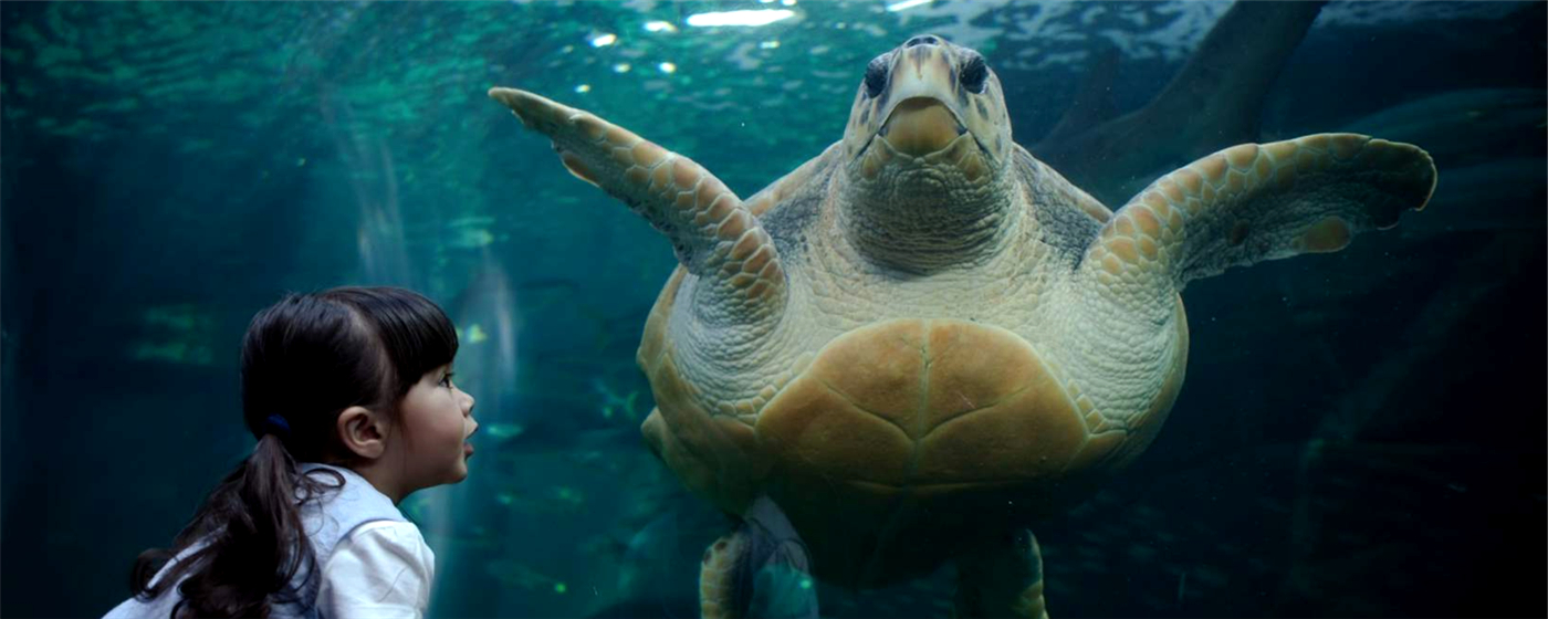 水族馆里看南极跳岩企鹅