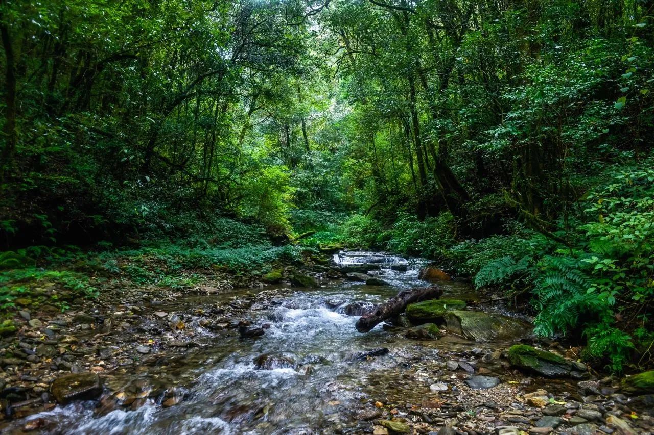 雨林生灵的双向奔赴
